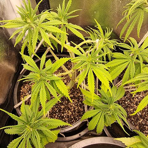 P1 growlog timeline photo