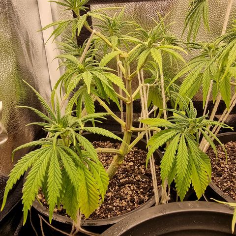 P1 growlog timeline photo