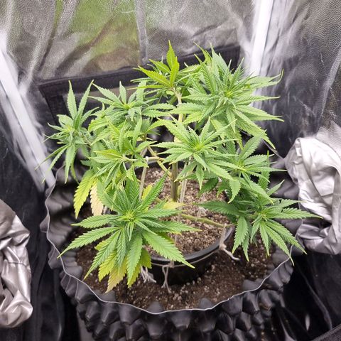 P1 growlog timeline photo