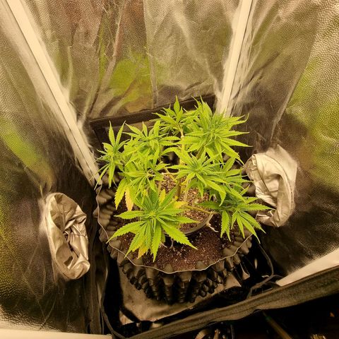 P1 growlog timeline photo