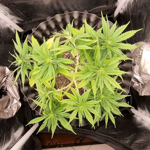 P1 growlog timeline photo