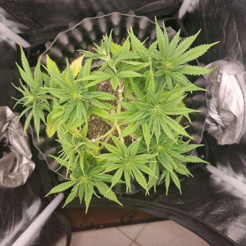 P1 growlog timeline photo
