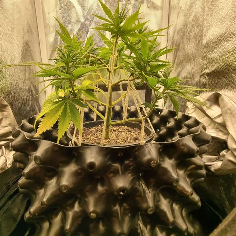P1 growlog timeline photo