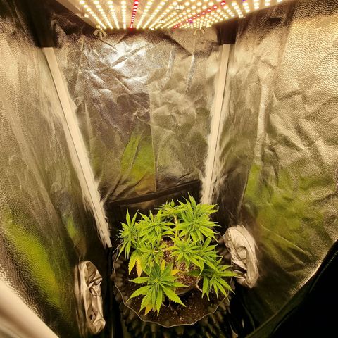 P1 growlog timeline photo