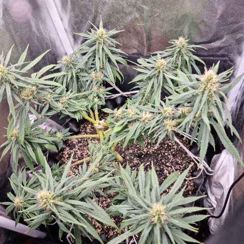 P1 growlog timeline photo