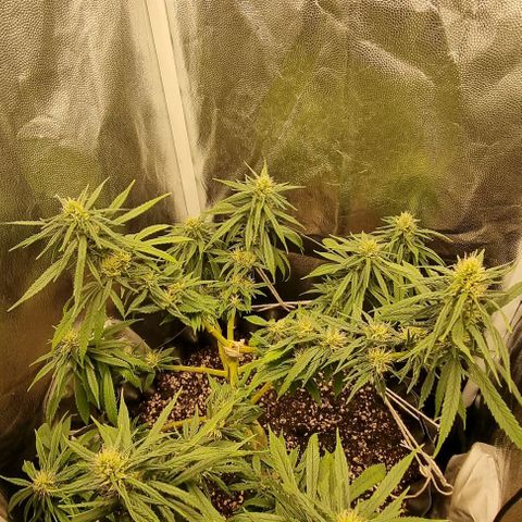 P1 growlog timeline photo