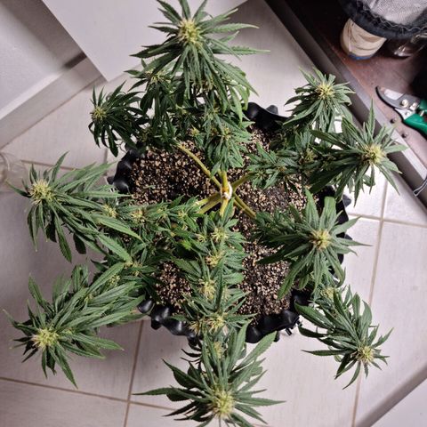 P1 growlog timeline photo