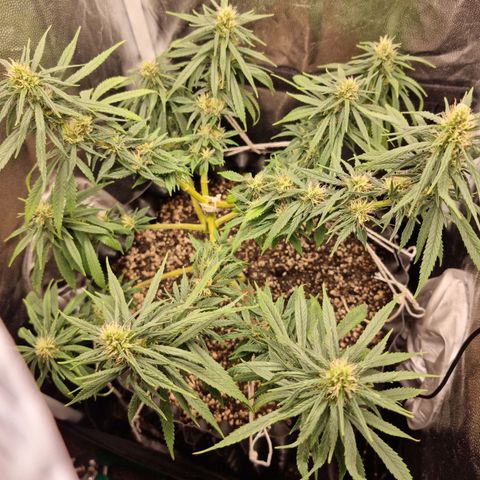 P1 growlog timeline photo