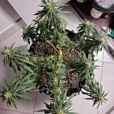 P1 growlog timeline photo
