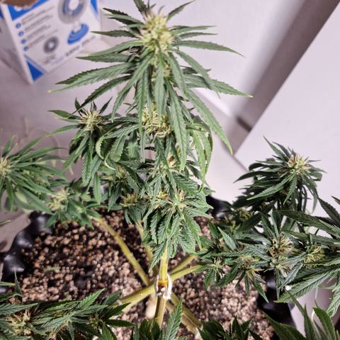 P1 growlog timeline photo