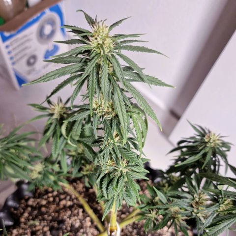 P1 growlog timeline photo