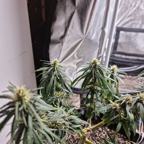 P1 growlog timeline photo