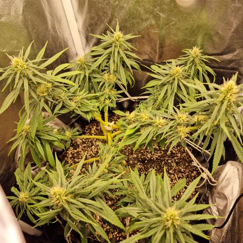 P1 growlog timeline photo