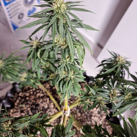 P1 growlog timeline photo