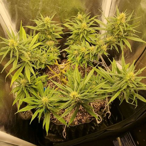 P1 growlog timeline photo