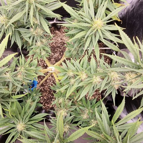P1 growlog timeline photo