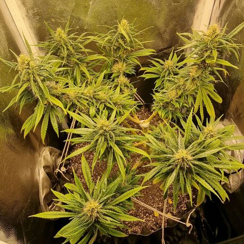 P1 growlog timeline photo