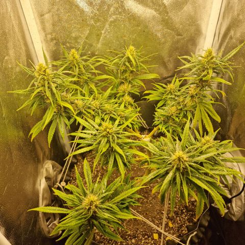 P1 growlog timeline photo