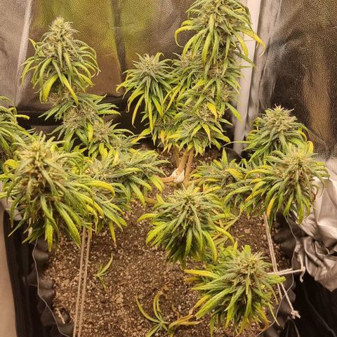 P1 growlog timeline photo
