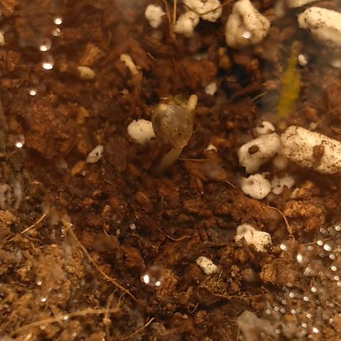 Cat scratch kush  growlog photo: Rough start 
