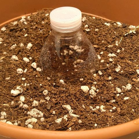 Cat scratch kush  growlog photo: Rough start 