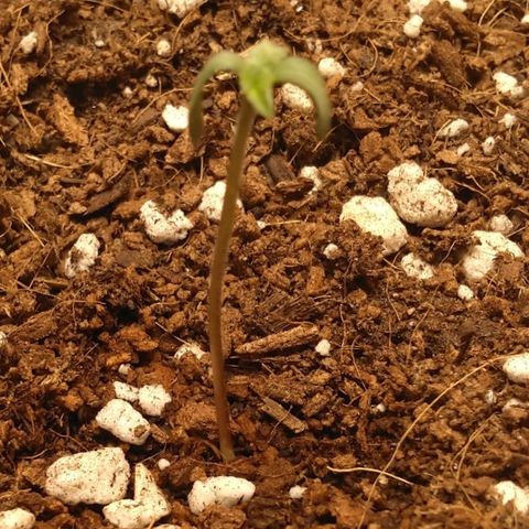 Cat scratch kush  growlog photo: Let the journey begin day one of seedling