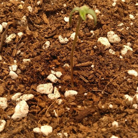 Cat scratch kush  growlog timeline photo