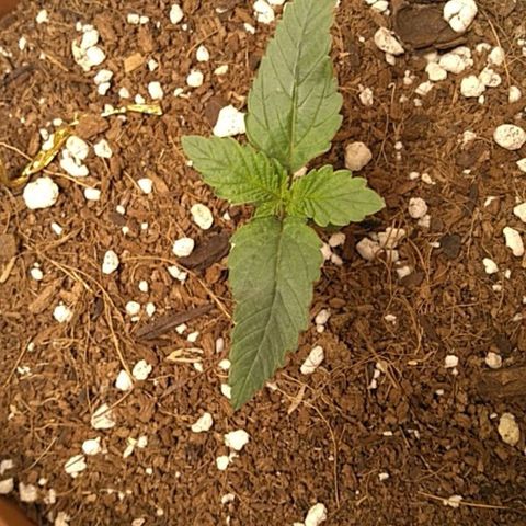 Cat scratch kush  growlog timeline photo