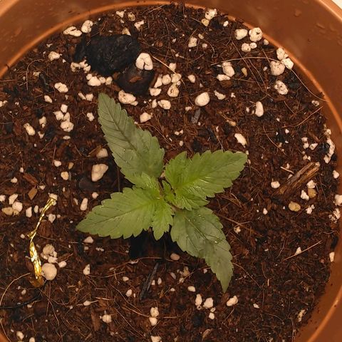 Cat scratch kush  growlog photo: Looking good so far 