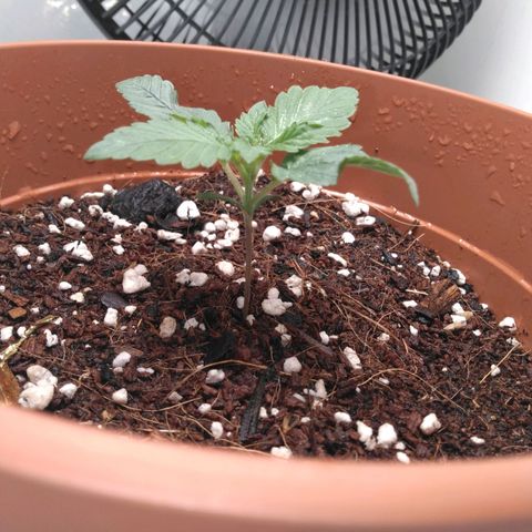 Cat scratch kush  growlog photo: Looking good so far 