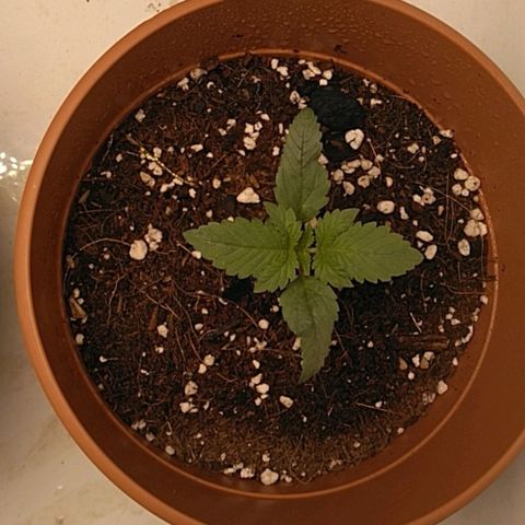 Cat scratch kush  growlog photo: Looking good so far 
