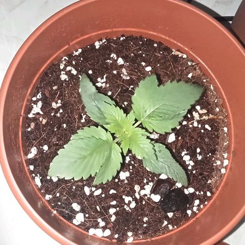 Cat scratch kush  growlog timeline photo