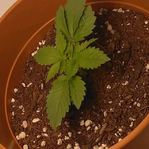Cat scratch kush  growlog photo: No signs of bugs dry leafs or lack of newts