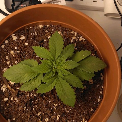 Cat scratch kush  growlog photo: Pulled the middle of the flower out to grow bigger 