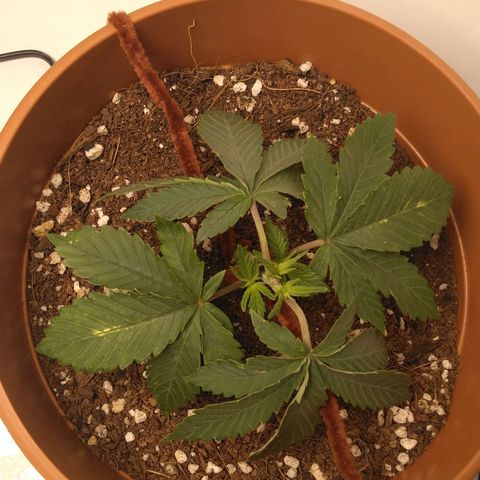 Cat scratch kush  growlog photo: Started flowering 2days ago