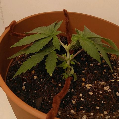 Cat scratch kush  growlog photo: LTS