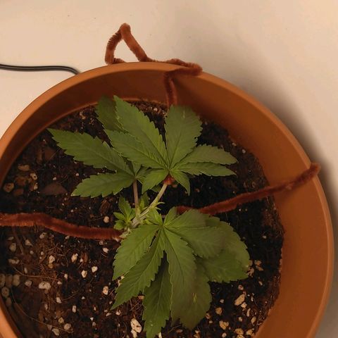 Cat scratch kush  growlog photo: LTS