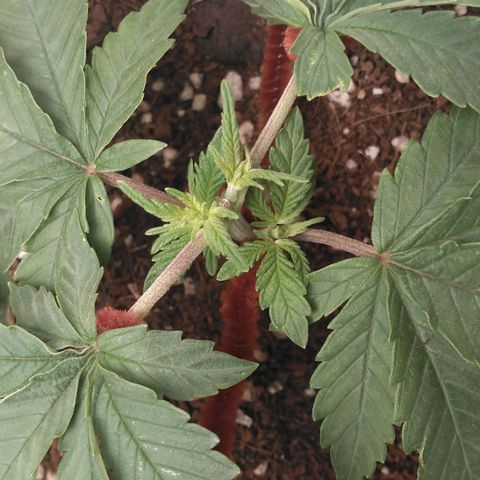 Cat scratch kush  growlog photo: LTS