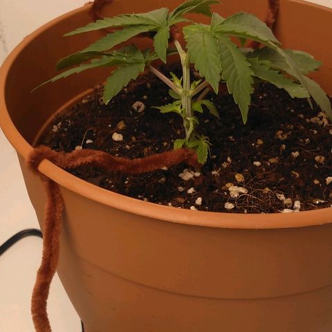 Cat scratch kush  growlog photo: LTS