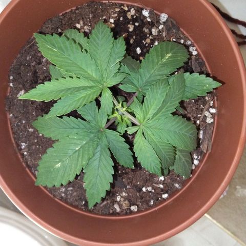 Cat scratch kush  growlog photo: LTS