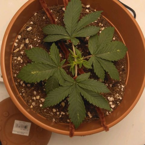 Cat scratch kush  growlog photo: LTS