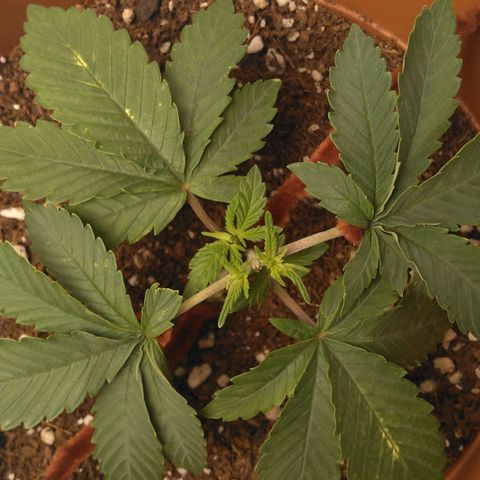 Cat scratch kush  growlog photo: LTS