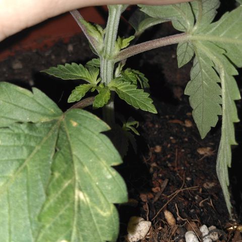 Cat scratch kush  growlog photo: LTS