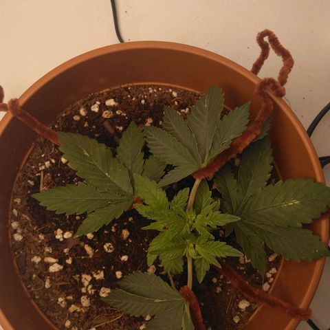 Cat scratch kush  growlog timeline photo