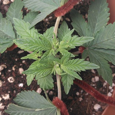 Cat scratch kush  growlog timeline photo