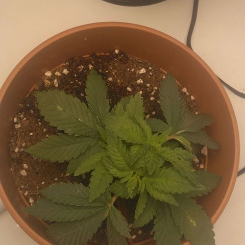 Cat scratch kush  growlog photo: Added newts and water topping it has recovered beautifully 