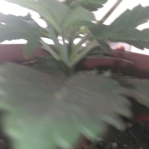 Cat scratch kush  growlog photo: She's growing as big as the pot not as tall as I'd like but so far so good 