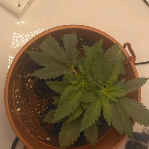Cat scratch kush  growlog photo: She's growing as big as the pot not as tall as I'd like but so far so good 