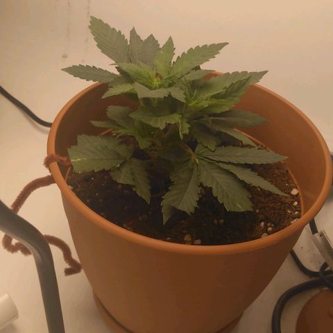 Cat scratch kush  growlog photo: She's growing as big as the pot not as tall as I'd like but so far so good 
