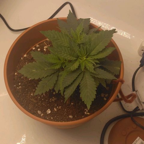Cat scratch kush  growlog photo: She's growing as big as the pot not as tall as I'd like but so far so good 